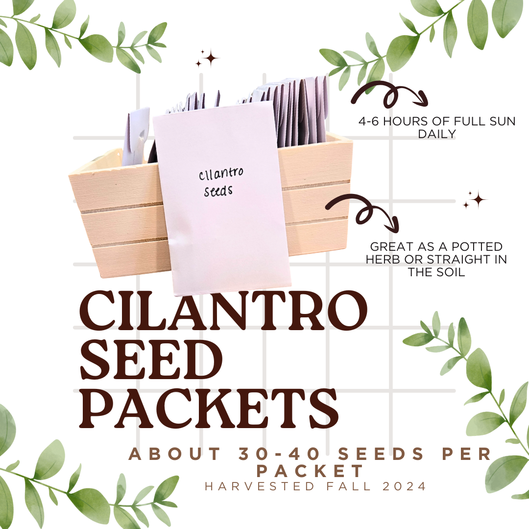 Cilantro Seed Packets